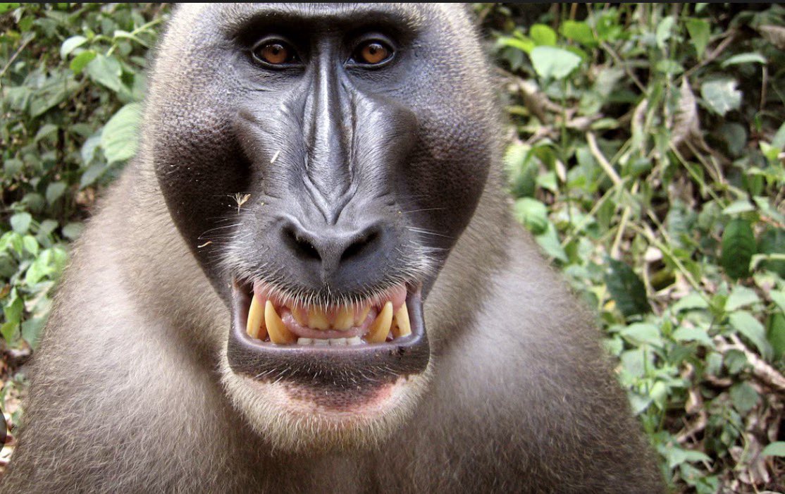fabsshow's tweet photo. @arianajasmine__ @yashar Why are all of you fucks so ugly? Just like your monkey allies 🥴🥴🤮🤮. Traitors are those whose allies are all non-Iranians and who shed crocodile tears for balestinans and say nothing of tens of thousands of Iranians massacred by filthy mullahs. https://t.co/cJJF6sLn81