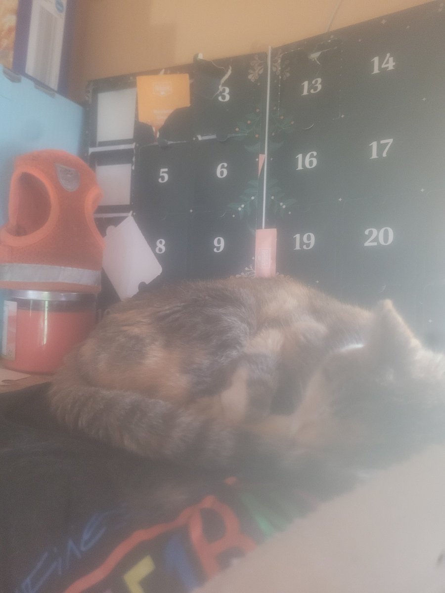 DriftWingi's tweet photo. @UzzeyBunny Both. Also, that top matches my cats fur. Ya know, just in case you want to do a little cos play role play. https://t.co/XV5LHYolgm
