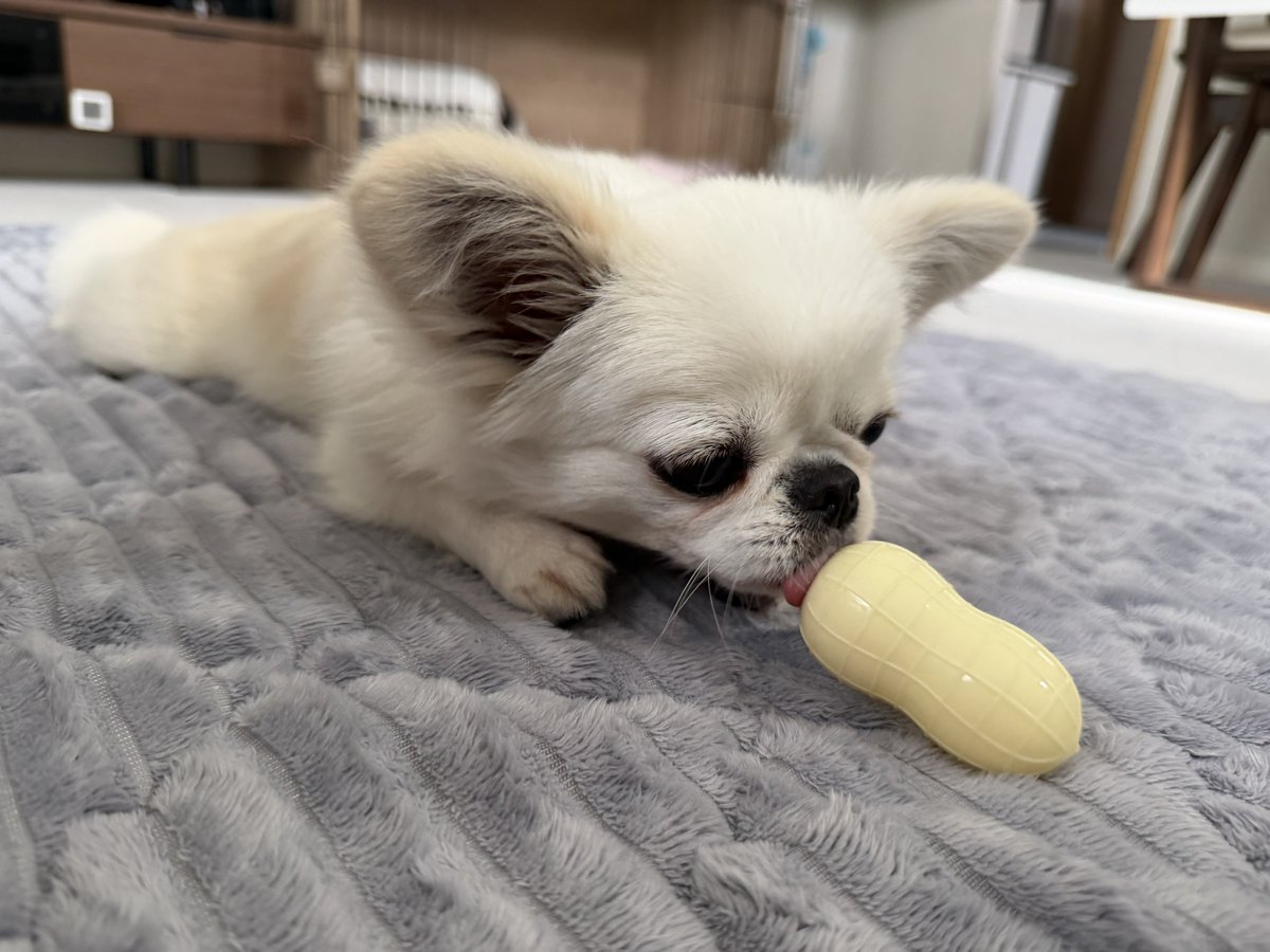 hanapechacoa's tweet photo. ピーナッツ
中に引っ付いてるオヤツをどうやってとるか考え中🐶 https://t.co/RyD5ii7jFv