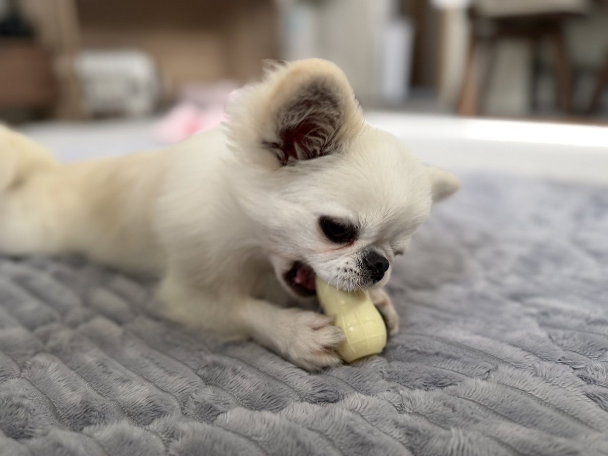hanapechacoa's tweet photo. ピーナッツ
中に引っ付いてるオヤツをどうやってとるか考え中🐶 https://t.co/RyD5ii7jFv