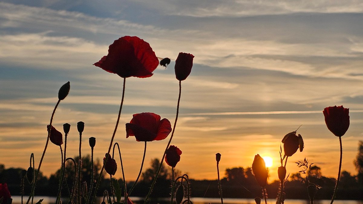 Motormiss's tweet photo. Zonsopgang, klaprozen en hommels, vanmorgen zomaar weer even genieten langs de Afgedamde Maas. De koelte, de rust, de natuur komt tot leven, er komen kleuren tevoorschijn.... hoe mooi wil je 't hebben 🌺
#Andel #Altena #afgedamdemaas #zonsopgang https://t.co/2gL2dSrM7Z