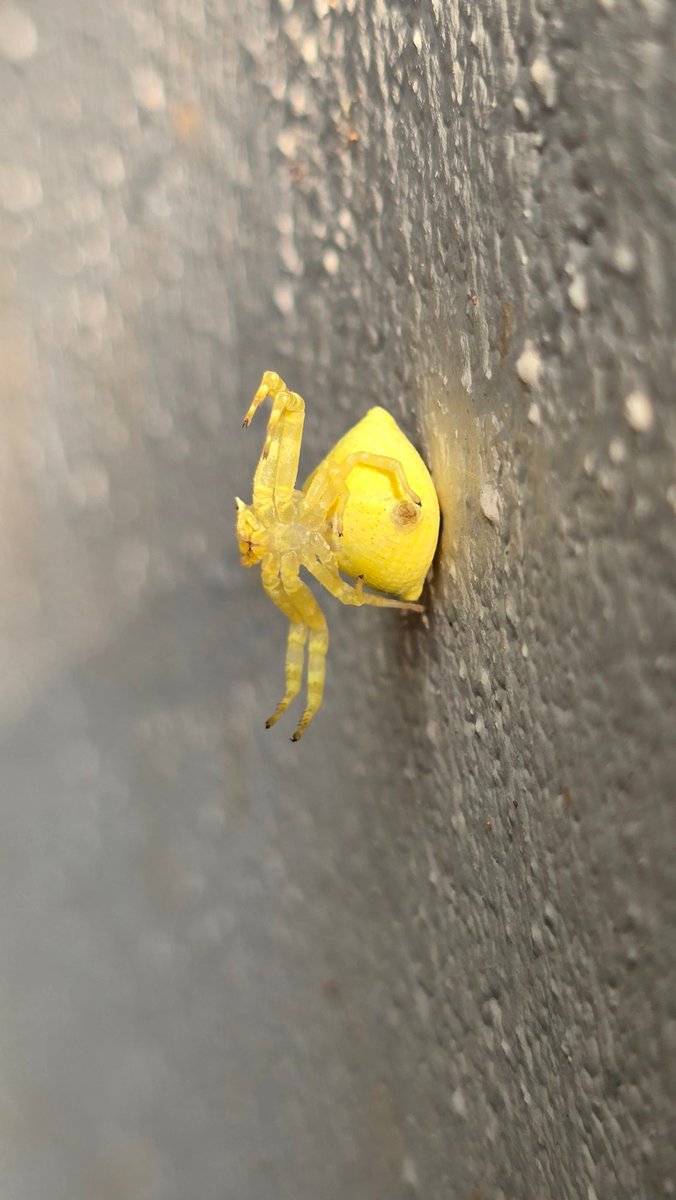Tigervibhav's tweet photo. Nature’s Wonder
The Crab Spiders don't spin web like others to hunt. Perfectly camouflaged among flowers, it waits in ambush and uses its powerful front legs to capture #pollinators like bees and butterflies.
📍Kanha Tiger Reserve
#spiderscience 
@rameshpandeyifs @sumitdookia https://t.co/B7M53EuGjv
