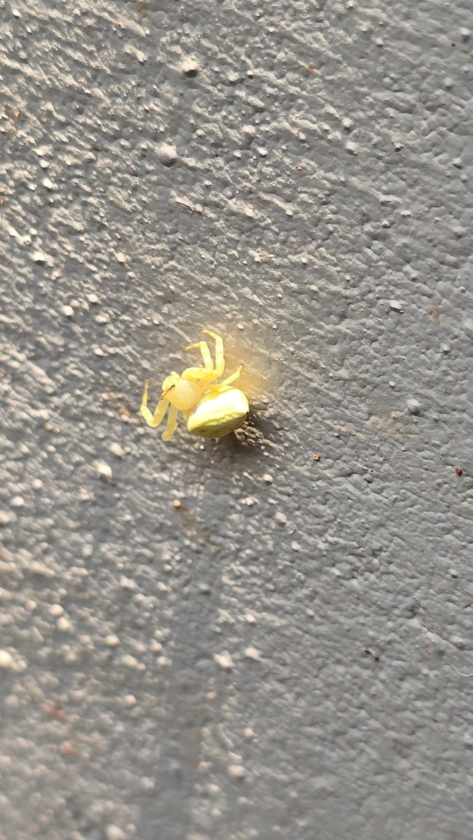 Tigervibhav's tweet photo. Nature’s Wonder
The Crab Spiders don't spin web like others to hunt. Perfectly camouflaged among flowers, it waits in ambush and uses its powerful front legs to capture #pollinators like bees and butterflies.
📍Kanha Tiger Reserve
#spiderscience 
@rameshpandeyifs @sumitdookia https://t.co/B7M53EuGjv