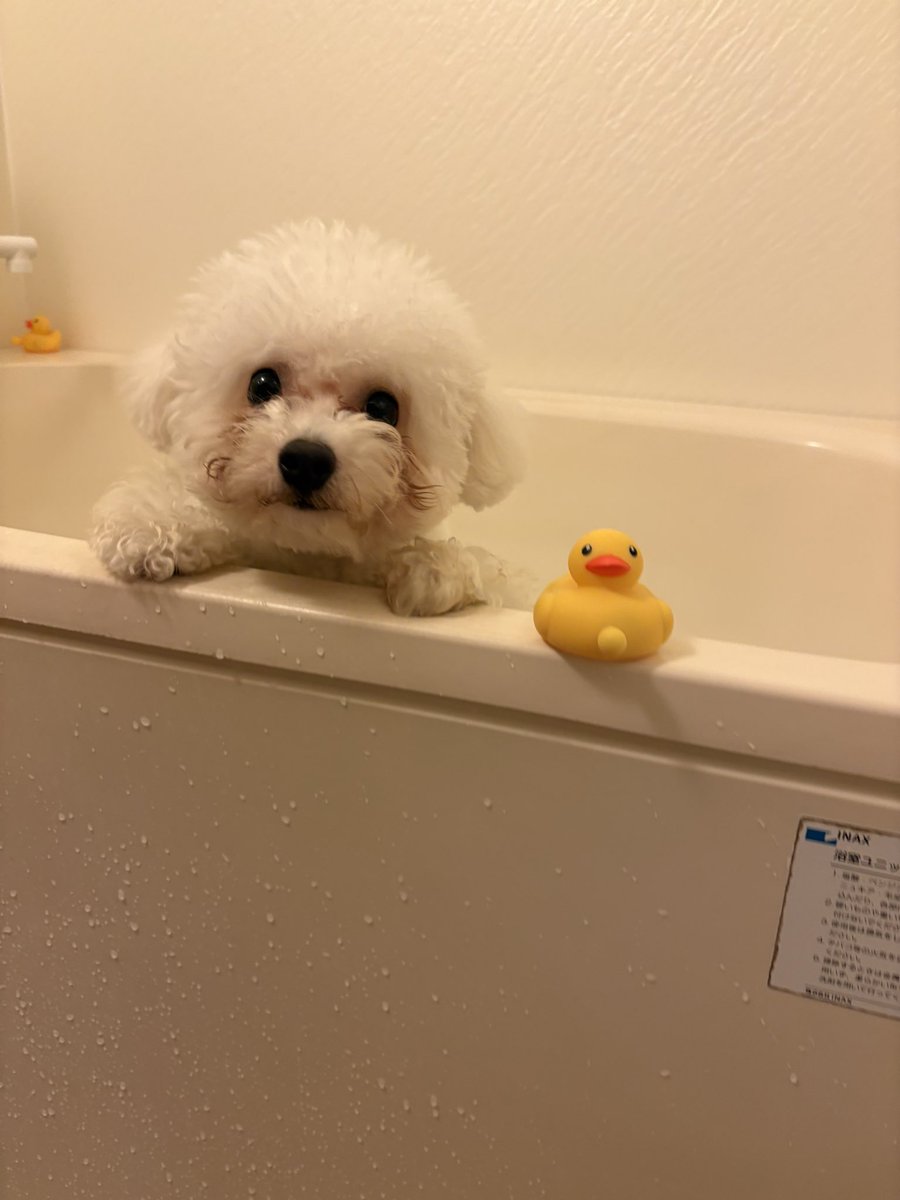 sumire06211's tweet photo. おふ��でぷかぷか🛀 https://t.co/OryP6imxVZ