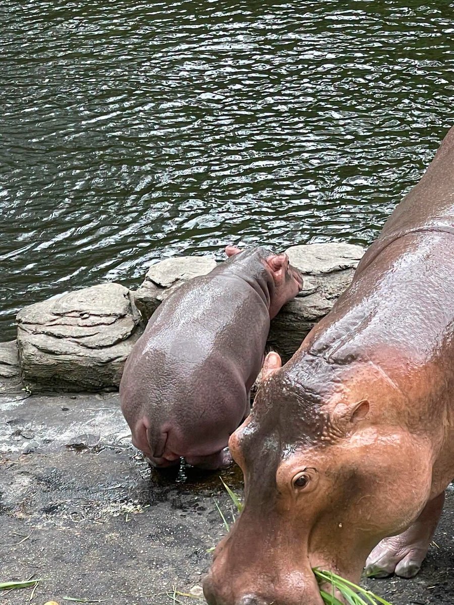 Chiangmai_Zoo's tweet photo. แม่กินหญ้า แล้วลูกทำท่าอะไร 🤭🤭 #ได้ชื่อใหม่ก็จะเห่อหน่อยๆ #ส้มป่อยเจ้า #sompoi #ฮิปโป #hippo #สวนสัตว์เชียงใหม่ https://t.co/X4li1TRXBt