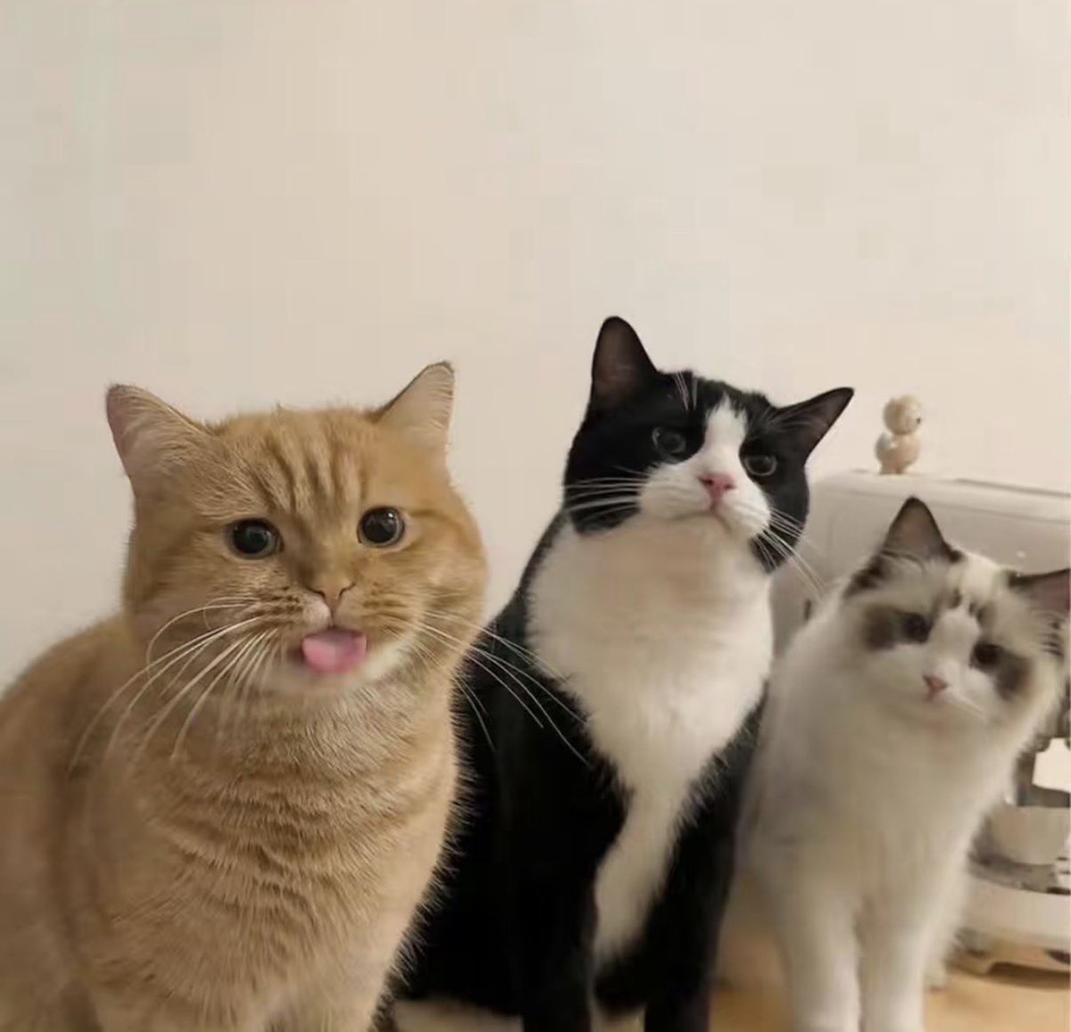 twaniimals's tweet photo. https://t.co/QfvyDzgs7D
