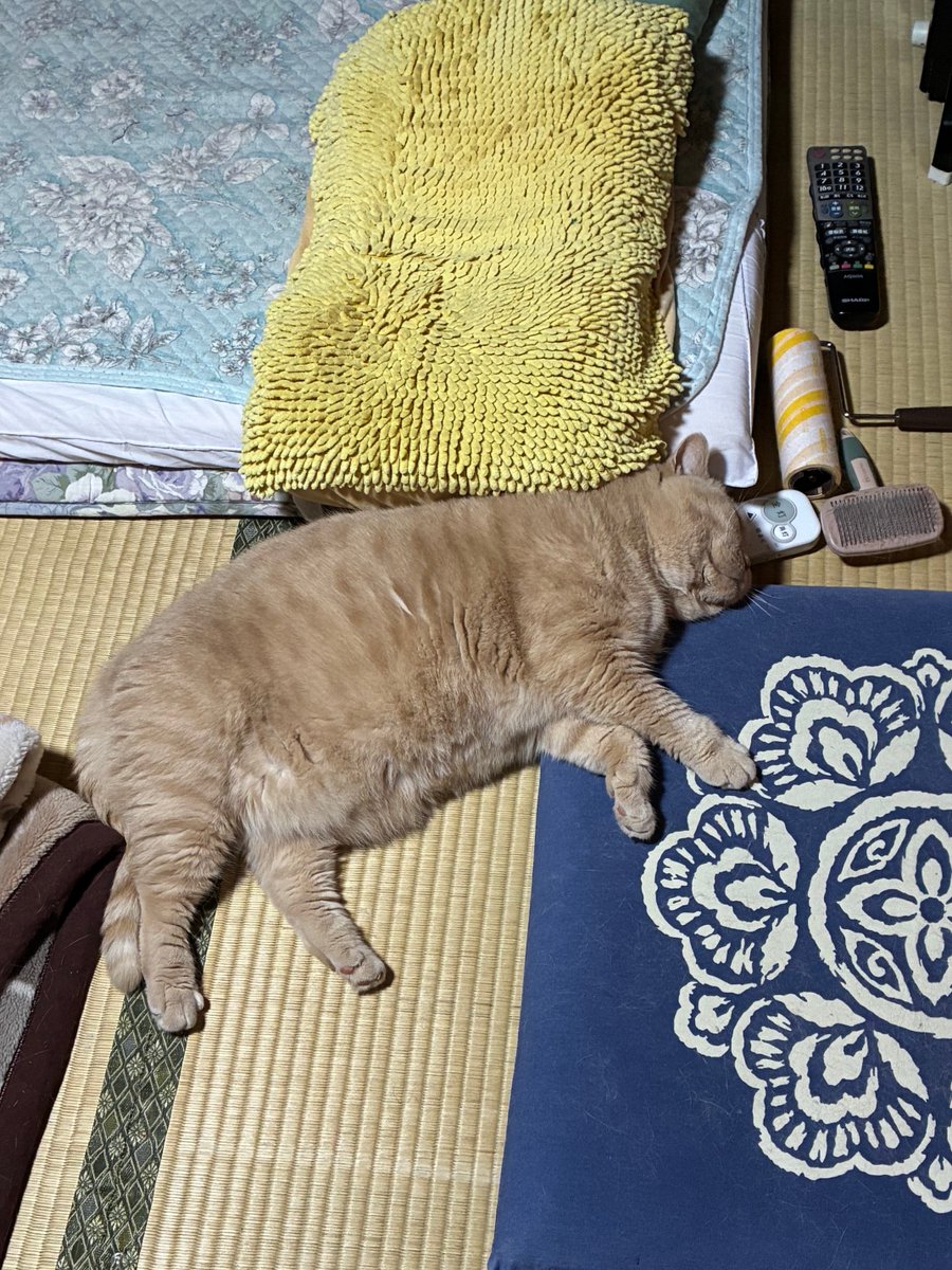 simaneMS228's tweet photo. ランチタイムも轟沈😨
どなたかが呼んでくださっていたのですがコールサインが取れません😭すいませんでした🙇‍♂️
やはり修行が足らんなあ🥹
夜勤入りなので仮眠します✌️ https://t.co/KgQ1Qg1DGH