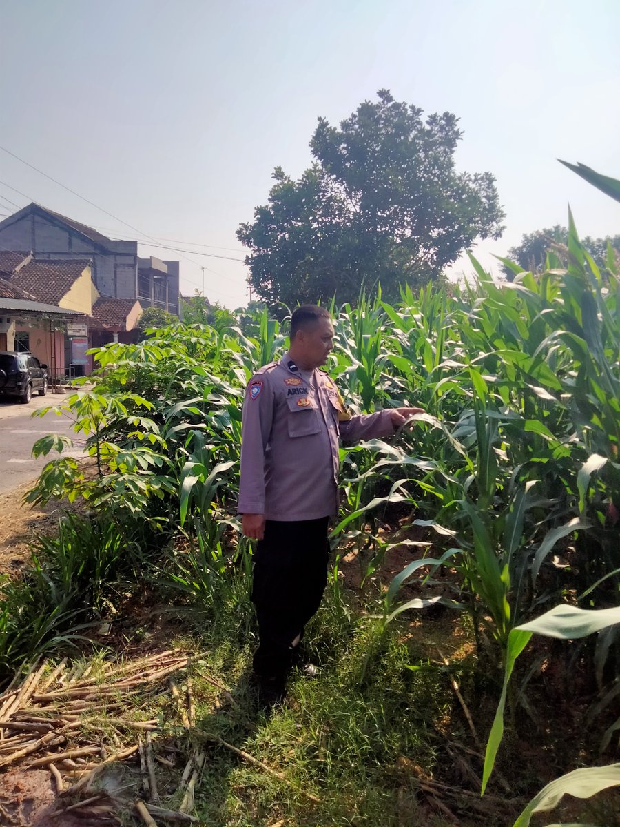 alaska_macan's tweet photo. Personil Polsek Kerjo melaksanakan monitoring perkembangan tanaman Jagung di wilayah Kecamatan Kerjo guna mendukung Asta Cita Presiden RI Bp  Prabowo Subiyanto tentang Ketahanan Pangan.
#ketahananpangan
#swasembadapangan
#poldajawatengah
#polreskaranganyar
#karanganyar https://t.co/t24hQrtfrz