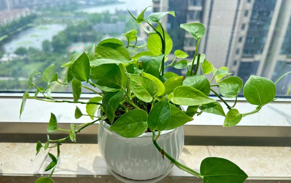 yarko250's tweet photo. Green tip: Water your pothos once a week in warm seasons, less in winter! It thrives in bright indirect light, perfect for busy plant lovers ， https://t.co/nZ1EWIDXda