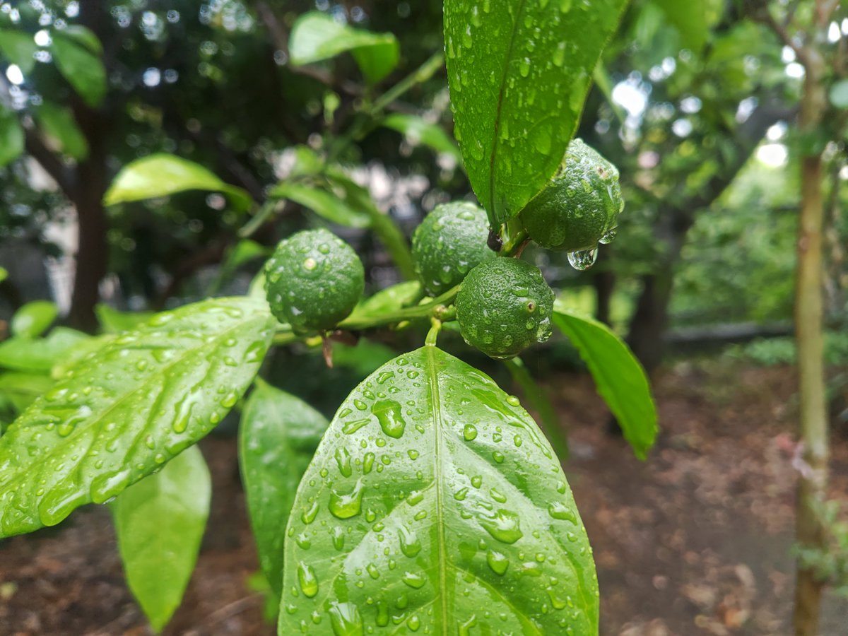 NGPICHIRO's tweet photo. 今朝は雨の世界。成長する蜜柑の子供たち。 https://t.co/bShcD0Vq2p