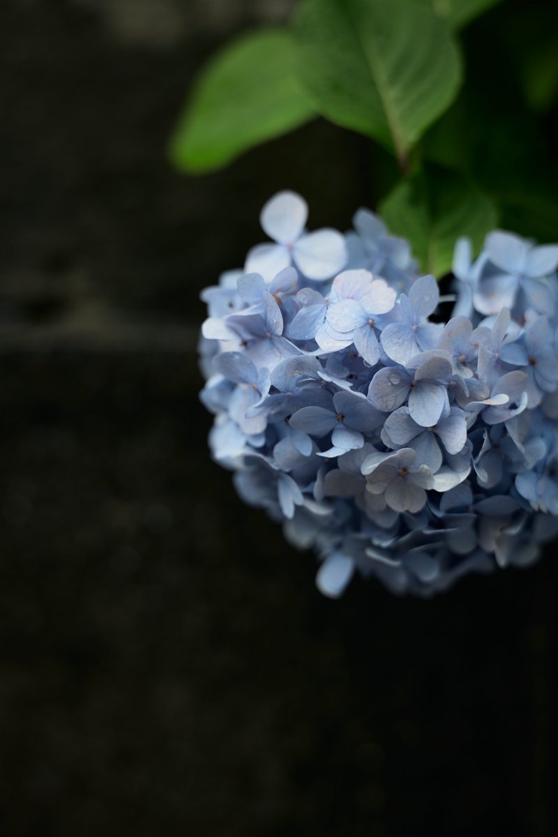 mont_st_clair_'s tweet photo. お店の近くの紫陽花⛅️ https://t.co/O7O6SONgYy