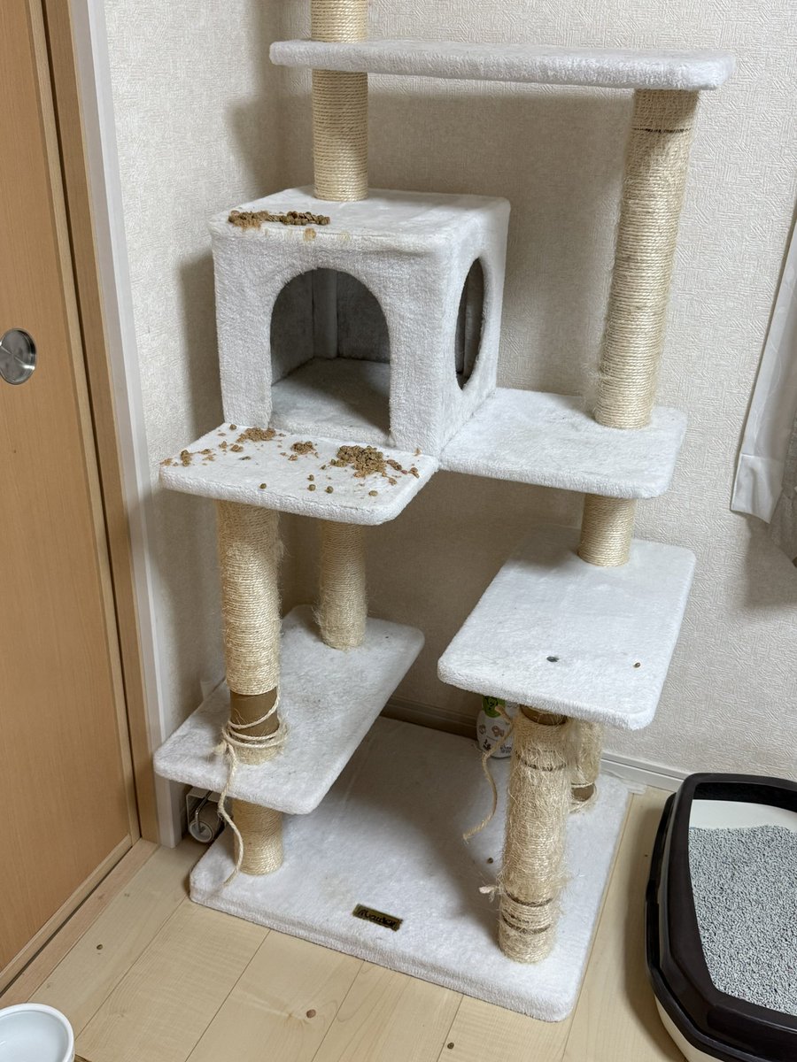 mitz_calico's tweet photo. 少し部屋から離れて戻ってきたら

大惨事だった

#猫 #キャットタワー #大惨事 https://t.co/Qi5JxtZMDz