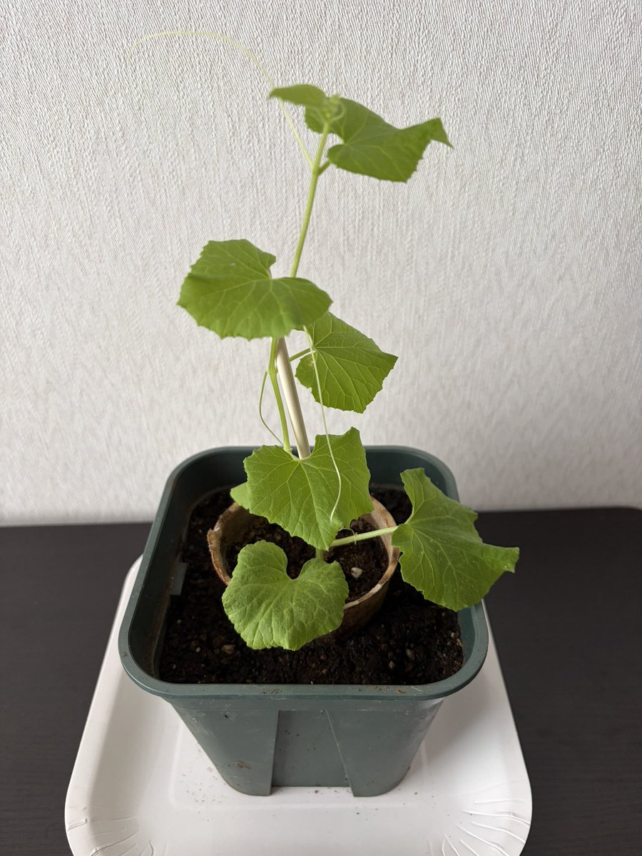 KentaroSeto_'s tweet photo. 2026年6月18日　萎れたメロンの苗を引き抜いて室内で育て始めて1ヶ月が経過。
だいぶ元気になって来たが、外に出したらウリハムシにやられるだろうから、もう少し室内で育てる。過保護ったらありゃしない。
#家庭菜園 https://t.co/TpbUU4BNXj