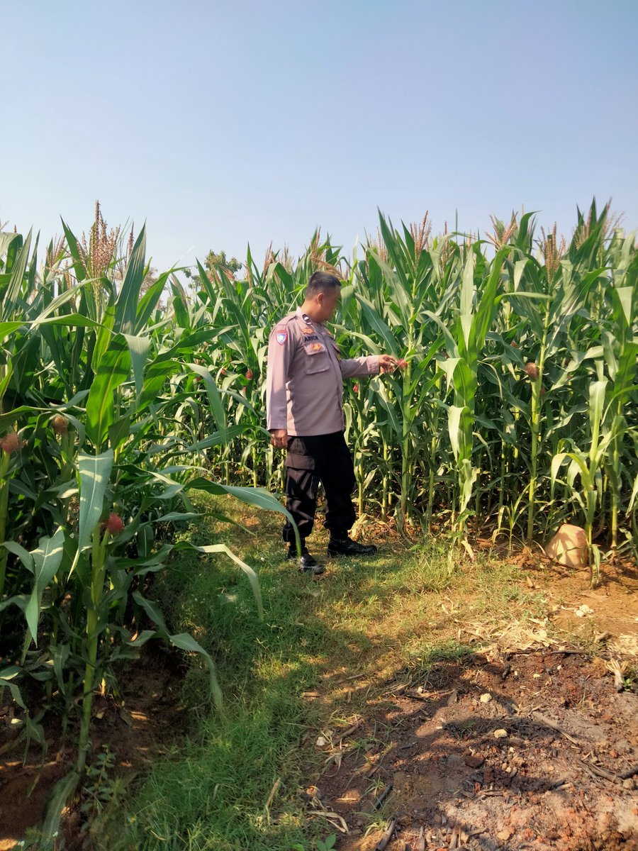 alaska_macan's tweet photo. Personil Polsek Kerjo melaksanakan monitoring perkembangan tanaman Jagung di wilayah Kecamatan Kerjo guna mendukung Asta Cita Presiden RI Bp  Prabowo Subiyanto tentang Ketahanan Pangan.
#ketahananpangan
#swasembadapangan
#poldajawatengah
#polreskaranganyar
#karanganyar https://t.co/PLotHc2x2D