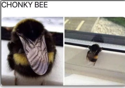 Phantom_1820's tweet photo. @AnimalGeoLife Close, but this is https://t.co/rnuY1EIhBH