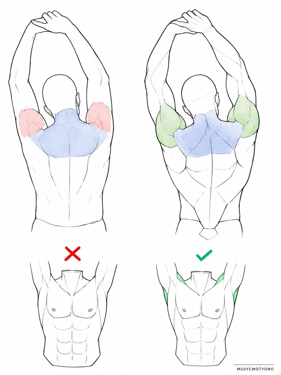 musycmotyon's tweet photo. Raised arms change the whole back dynamic! 🦾 https://t.co/oAxNWrKIks