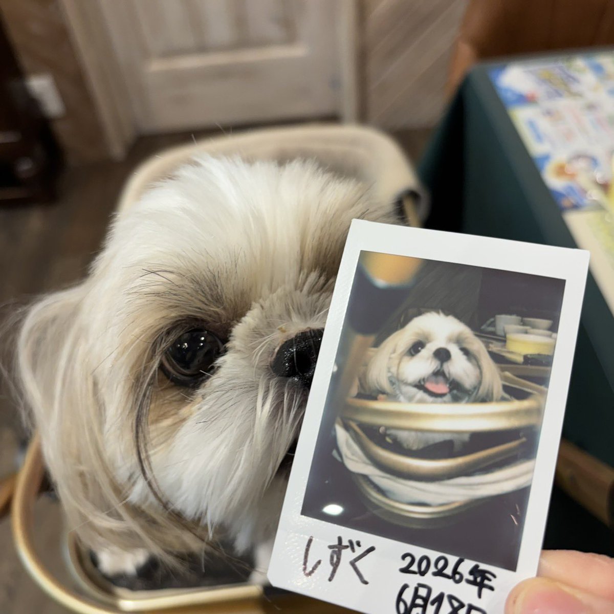 jikkainu's tweet photo. 🐶<チェキです https://t.co/mEZCg6o7UD