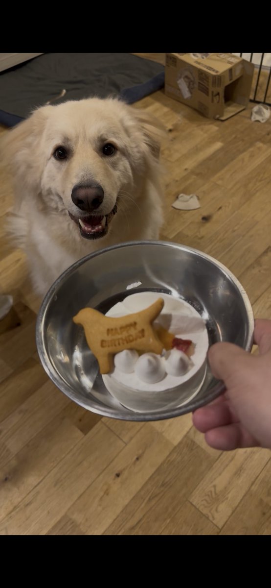 imosan's tweet photo. 昨晩で3歳を迎えたぷい蔵です。
祝いは、牛肉と犬用ホールケーキ。
あと、いつものターキー。
#今日のぷい蔵 https://t.co/Do9JbbXANZ