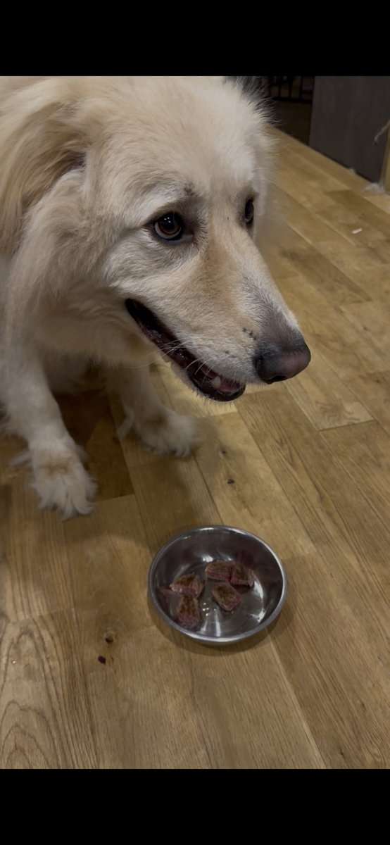 imosan's tweet photo. 昨晩で3歳を迎えたぷい蔵です。
祝いは、牛肉と犬用ホールケーキ。
あと、いつものターキー。
#今日のぷい蔵 https://t.co/Do9JbbXANZ