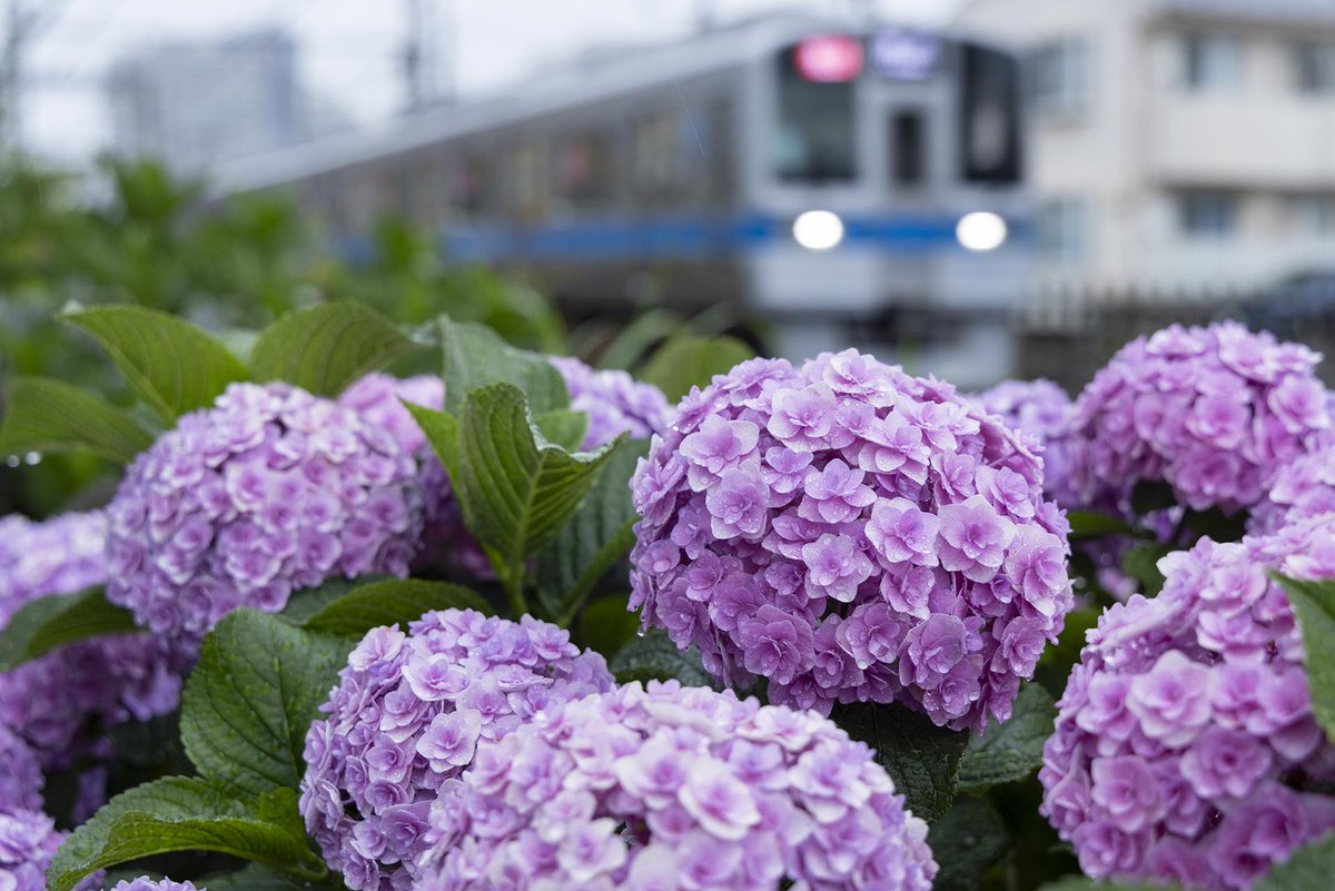 enoshima_ss's tweet photo. 2026.06.18　雨の朝
紫陽花と小田急線 https://t.co/PcxyrQtLE8