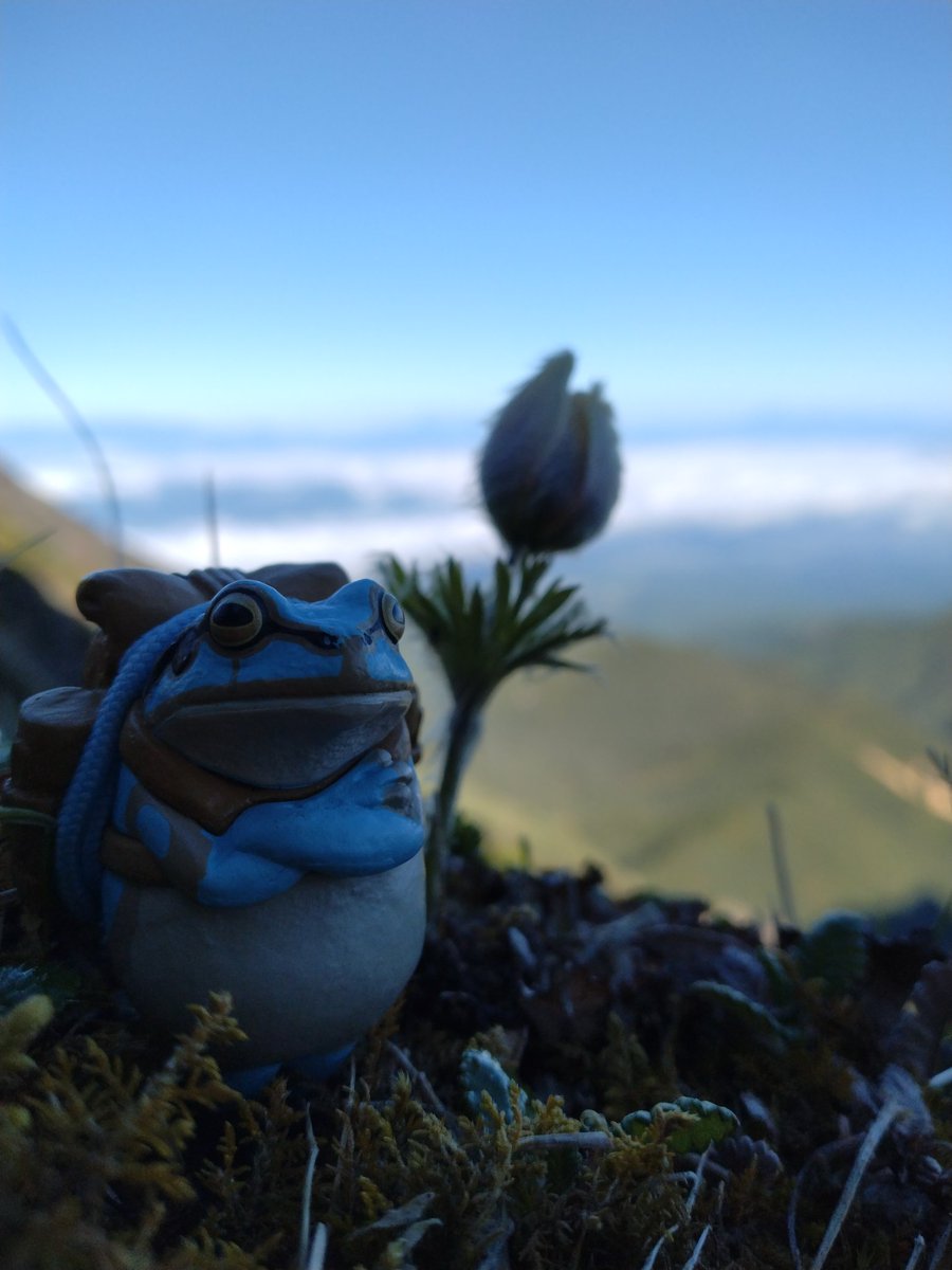 LittleYuji's tweet photo. 梅雨の合間の晴れ登山
ツクモグサを見つけに八ヶ岳へ
最高の景色でした

#無事カエル https://t.co/jieBbdZkWw