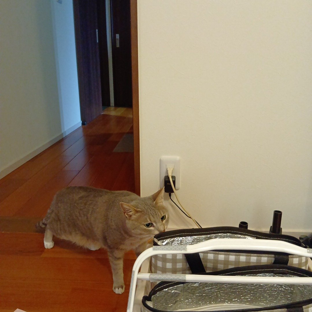 petitmol's tweet photo. 慎重です🐾

ねこ　ミア

訪問型のペットのお世話
#ペットシッターぷち 
変わらない環境だから安心 
いつものおうちでおるすばん 
#静岡 #藤枝 #焼津 島田 吉田 https://t.co/UvmS8Ns4nt
