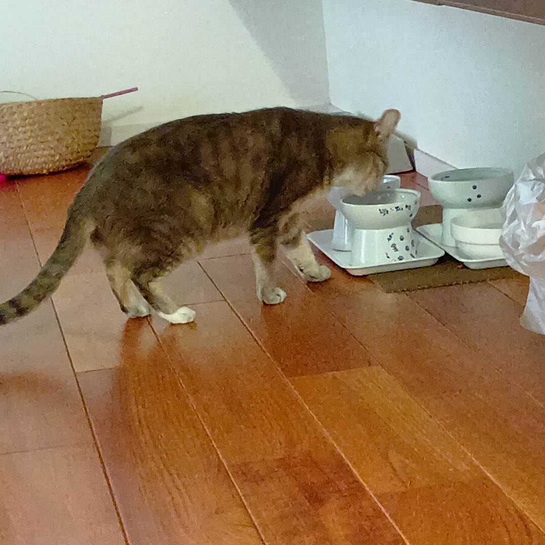 petitmol's tweet photo. 慎重です🐾

ねこ　ミア

訪問型のペットのお世話
#ペットシッターぷち 
変わらない環境だから安心 
いつものおうちでおるすばん 
#静岡 #藤枝 #焼津 島田 吉田 https://t.co/UvmS8Ns4nt