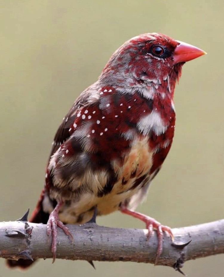 _Naturaee's tweet photo. strawberry finch🍒 https://t.co/hX6vueiiB6
