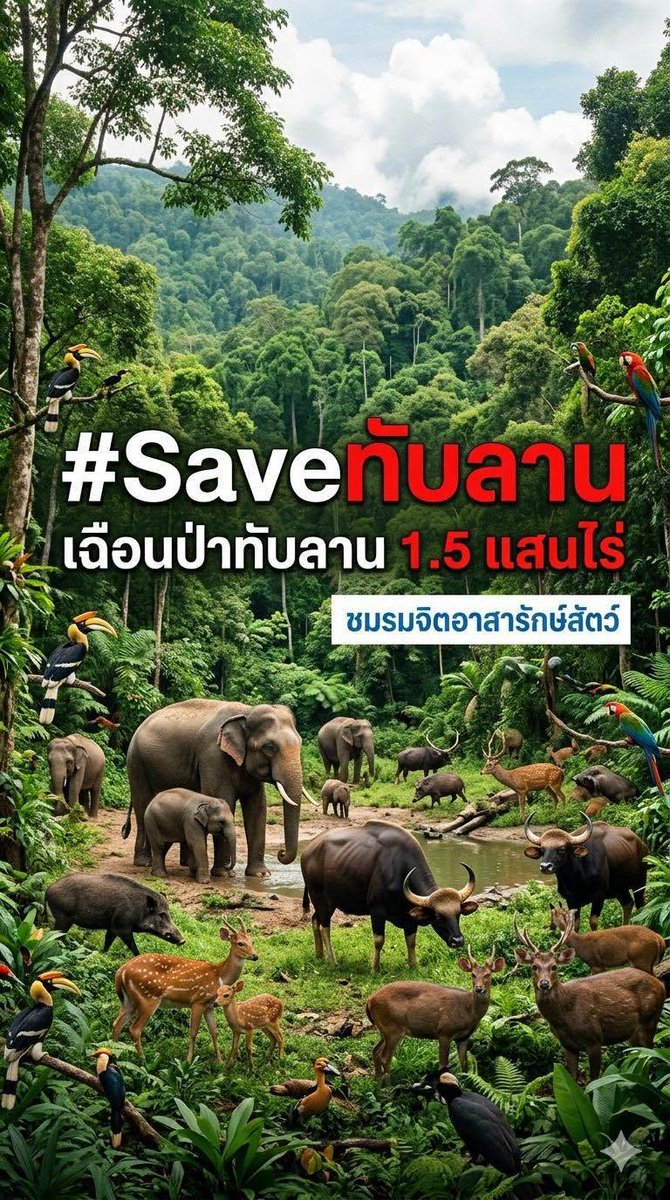 Nim77AndENGFA's tweet photo. #saveทับลาน 
🌿 ปกป้องป่าทับลาน: มรดกทางธรรมชาติอันล้ำค่า
🌳 ผืนป่าทับลานเปรียบเสมือนปอดผืนใหญ่ทางภาคตะวันออกของไทย เป็นที่อยู่อาศัยของสัตว์ป่ามากมายและมีความหลากหลายทางชีวภาพสูง อย่างไรก็ตาม พื้นที่ป่าอันอุดมสมบูรณ์นี้กำลังตกอยู่ในอันตราย!
💥 ปัญหา:การบุกรุกพื้นที่ป่าเพื่อทำการเกษตรและการพัฒนาโครงการต่างๆ ส่งผลกระทบต่อระบบนิเวศอย่างรุนแรง ทำให้สัตว์ป่าสูญเสียที่อยู่อาศัยและเสี่ยงต่อการสูญพันธุ์ 
📢 มาร่วมกันสร้างความตระหนักรู้และเรียกร้องให้มีการปกป้องผืนป่าทับลานกันเถอะ!
🌱 สิ่งที่เราทำได้:
 * แชร์ข้อมูลข่าวสารเกี่ยวกับปัญหาการบุกรุกป่าทับลาน
 * ร่วมสนับสนุนองค์กรอนุรักษ์ธรรมชาติที่ทำงานเพื่อปกป้องผืนป่า

Cr.ชมรมจิตอาสารักสัตว์