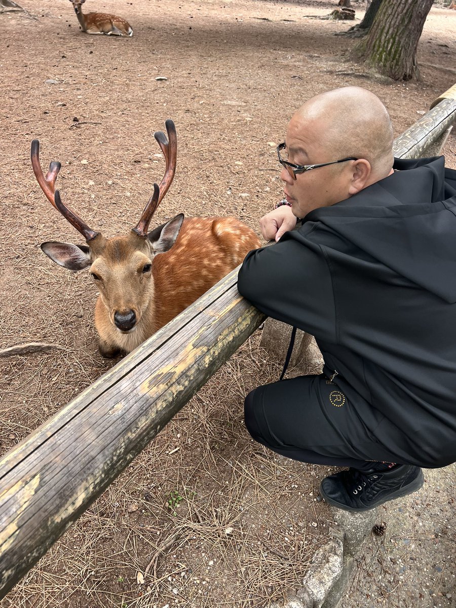 boooo_pupu's tweet photo. 思った以上に寄ってくる🦌😂🦌🦌 https://t.co/jv92g2bNtE