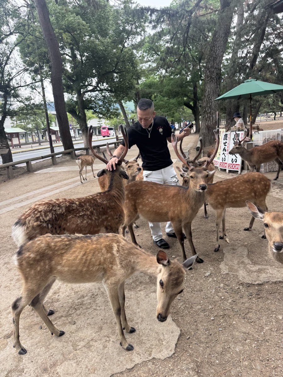 boooo_pupu's tweet photo. 思った以上に寄ってくる🦌😂🦌🦌 https://t.co/jv92g2bNtE