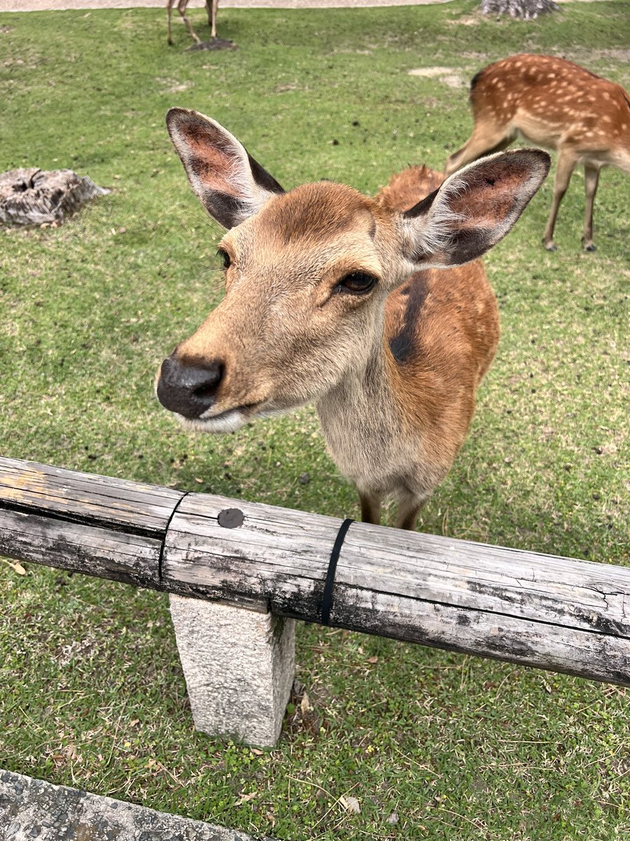 boooo_pupu's tweet photo. 思った以上に寄ってくる🦌😂🦌🦌 https://t.co/jv92g2bNtE