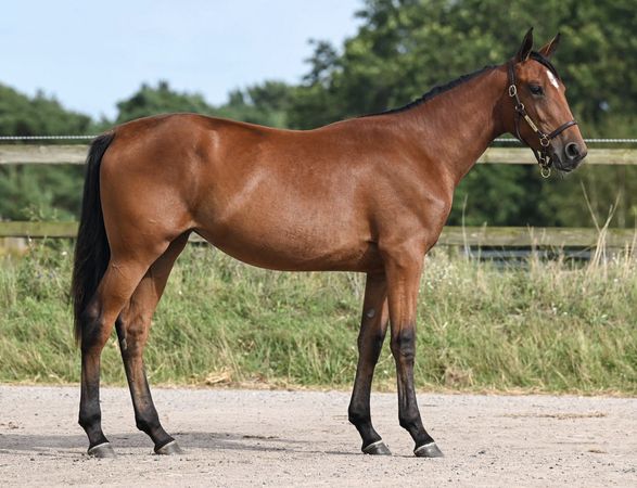 StallPersson's tweet photo. 💥💥ANDELSHÄST💥💥

❤️GRINGO GIRL❤️
e Just a Gigolo-Intrepid Filly 

Spännande stam med det nya franska på bra amerikanskt blod.
20 andelar
10000 kr/andel
Månadskostnad ca 800 kronor 
Administreras av Easy KB 
In å boka en andel!
#stallfredrikpersson #andel #andelshäst https://t.co/aINGiuLAWD