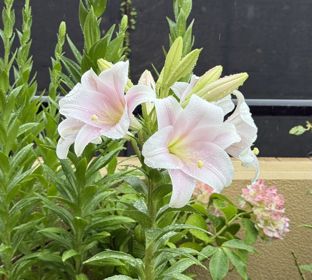 renko2020's tweet photo. 雨天 https://t.co/b5uSeuOaMb