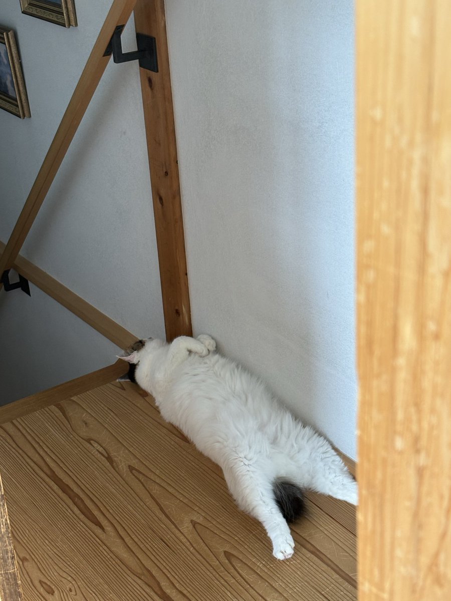 dance_great_SP's tweet photo. わし忙しいのにはらたつ https://t.co/cTD4MNCxrO