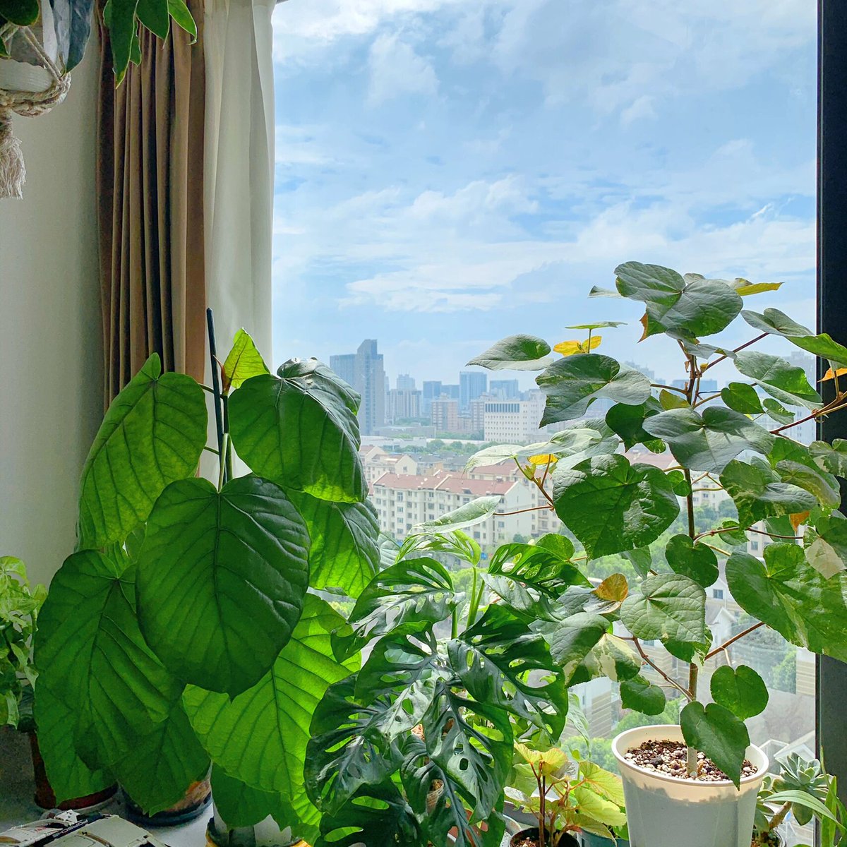 javakasamu's tweet photo. Keep your pothos thriving: water when top 2 inches of soil feel dry, and place it in bright indirect light – a nearly indestructible starter plant for new plant parents! https://t.co/AJ3v6XbosH