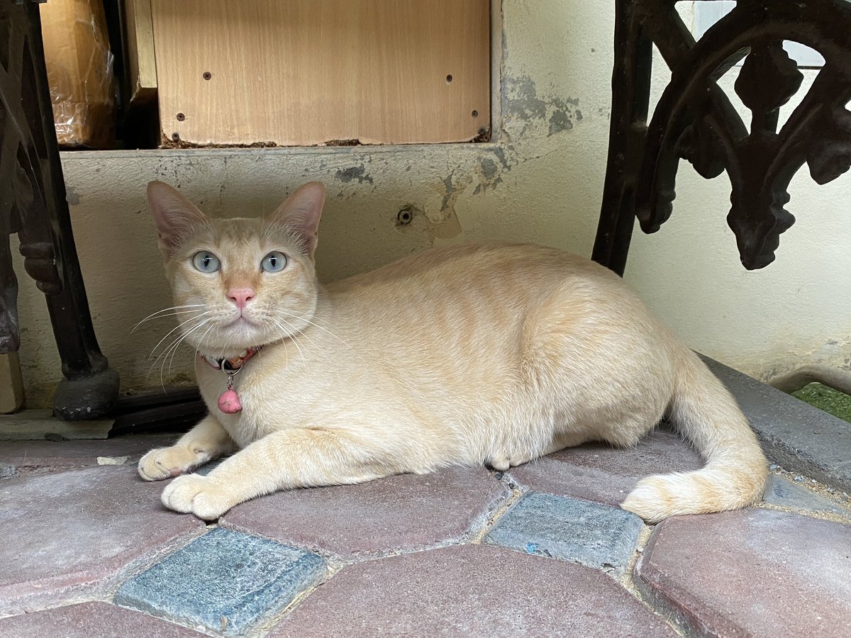 catperson020723's tweet photo. น้องครีม อยากมีบ้าน🏡
รายละเอียด : น้องครีม เพศชาย อายุ 2 ปี น้องทำหมัน 

นิสัย : ร่าเริง ซนตามวัย

พิกัด : กทม. สมุทรปราการ ปทุมธานี ชลบุรี ระยอง ส่งถึงบ้านใหม่เท่านั้น

***รับเลี้ยงฟ_รี แต่ขออนุญาตคัดบ้านให้น้องนะคะ***

#แมวจร #adoption #cat #ทาสแมว #หาแมวเลี้ยง https://t.co/YI6XsyQxH4
