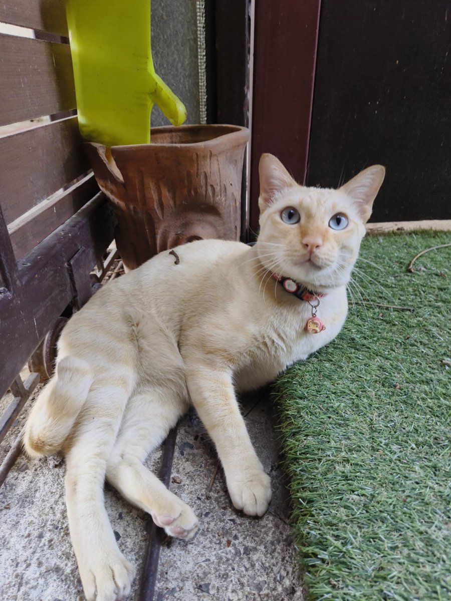 catperson020723's tweet photo. น้องครีม อยากมีบ้าน🏡
รายละเอียด : น้องครีม เพศชาย อายุ 2 ปี น้องทำหมัน 

นิสัย : ร่าเริง ซนตามวัย

พิกัด : กทม. สมุทรปราการ ปทุมธานี ชลบุรี ระยอง ส่งถึงบ้านใหม่เท่านั้น

***รับเลี้ยงฟ_รี แต่ขออนุญาตคัดบ้านให้น้องนะคะ***

#แมวจร #adoption #cat #ทาสแมว #หาแมวเลี้ยง https://t.co/YI6XsyQxH4
