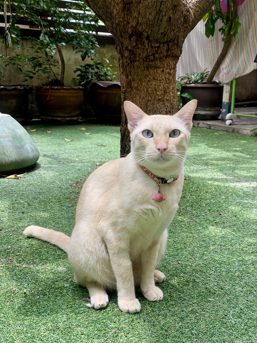 catperson020723's tweet photo. น้องครีม อยากมีบ้าน🏡
รายละเอียด : น้องครีม เพศชาย อายุ 2 ปี น้องทำหมัน 

นิสัย : ร่าเริง ซนตามวัย

พิกัด : กทม. สมุทรปราการ ปทุมธานี ชลบุรี ระยอง ส่งถึงบ้านใหม่เท่านั้น

***รับเลี้ยงฟ_รี แต่ขออนุญาตคัดบ้านให้น้องนะคะ***

#แมวจร #adoption #cat #ทาสแมว #หาแมวเลี้ยง https://t.co/YI6XsyQxH4