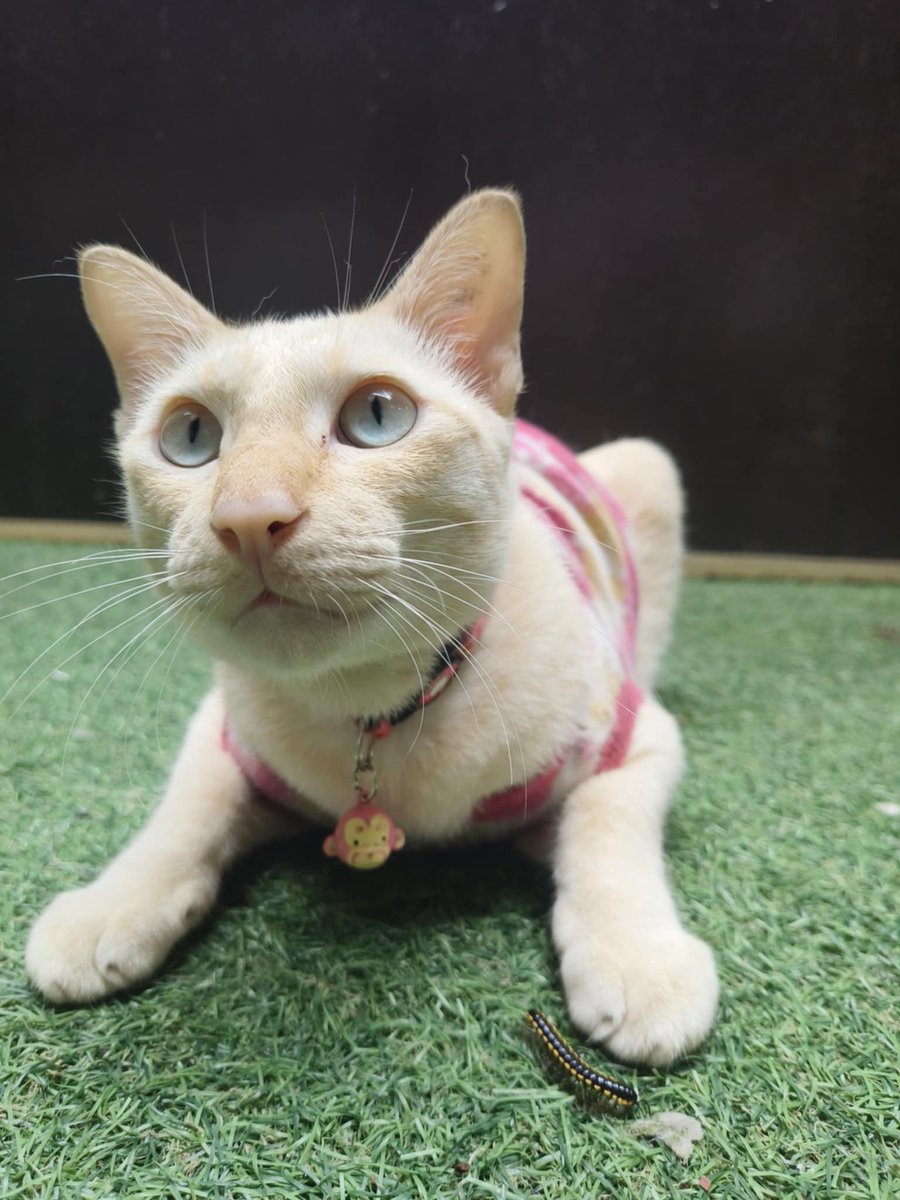 catperson020723's tweet photo. น้องครีม อยากมีบ้าน🏡
รายละเอียด : น้องครีม เพศชาย อายุ 2 ปี น้องทำหมัน 

นิสัย : ร่าเริง ซนตามวัย

พิกัด : กทม. สมุทรปราการ ปทุมธานี ชลบุรี ระยอง ส่งถึงบ้านใหม่เท่านั้น

***รับเลี้ยงฟ_รี แต่ขออนุญาตคัดบ้านให้น้องนะคะ***

#แมวจร #adoption #cat #ทาสแมว #หาแมวเลี้ยง https://t.co/YI6XsyQxH4