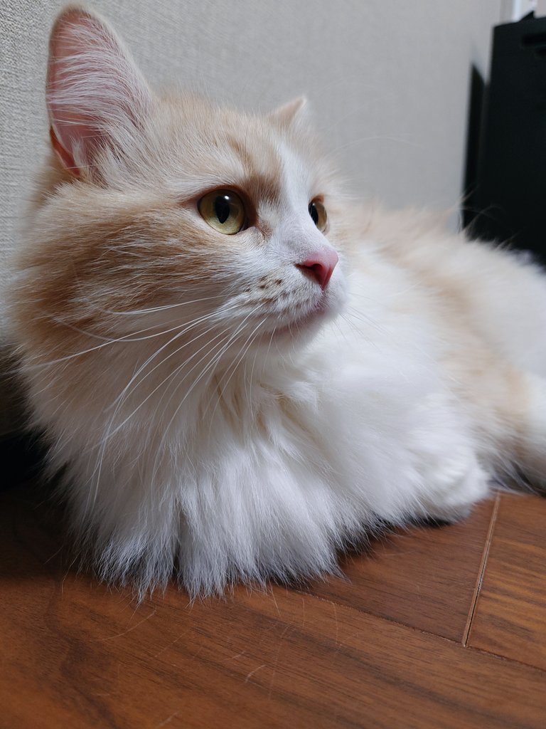 ria_siberian111's tweet photo. おててないない https://t.co/6OmvbIOxuv