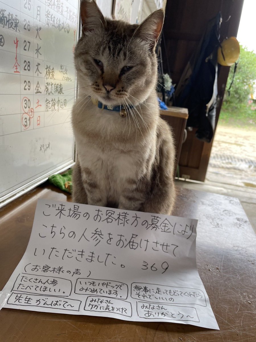 Xian99k's tweet photo. ⑥-2 松島厩舎

今週末も厩舎から出走します。

20日　カガカプチーノ、
             サムシンググレート、
21日     ヴァイスウィッチなどなど

「皆さんうちの馬、全部たくさん写真撮って応援してください。」だそうです😊 https://t.co/x2h2rNDGSd