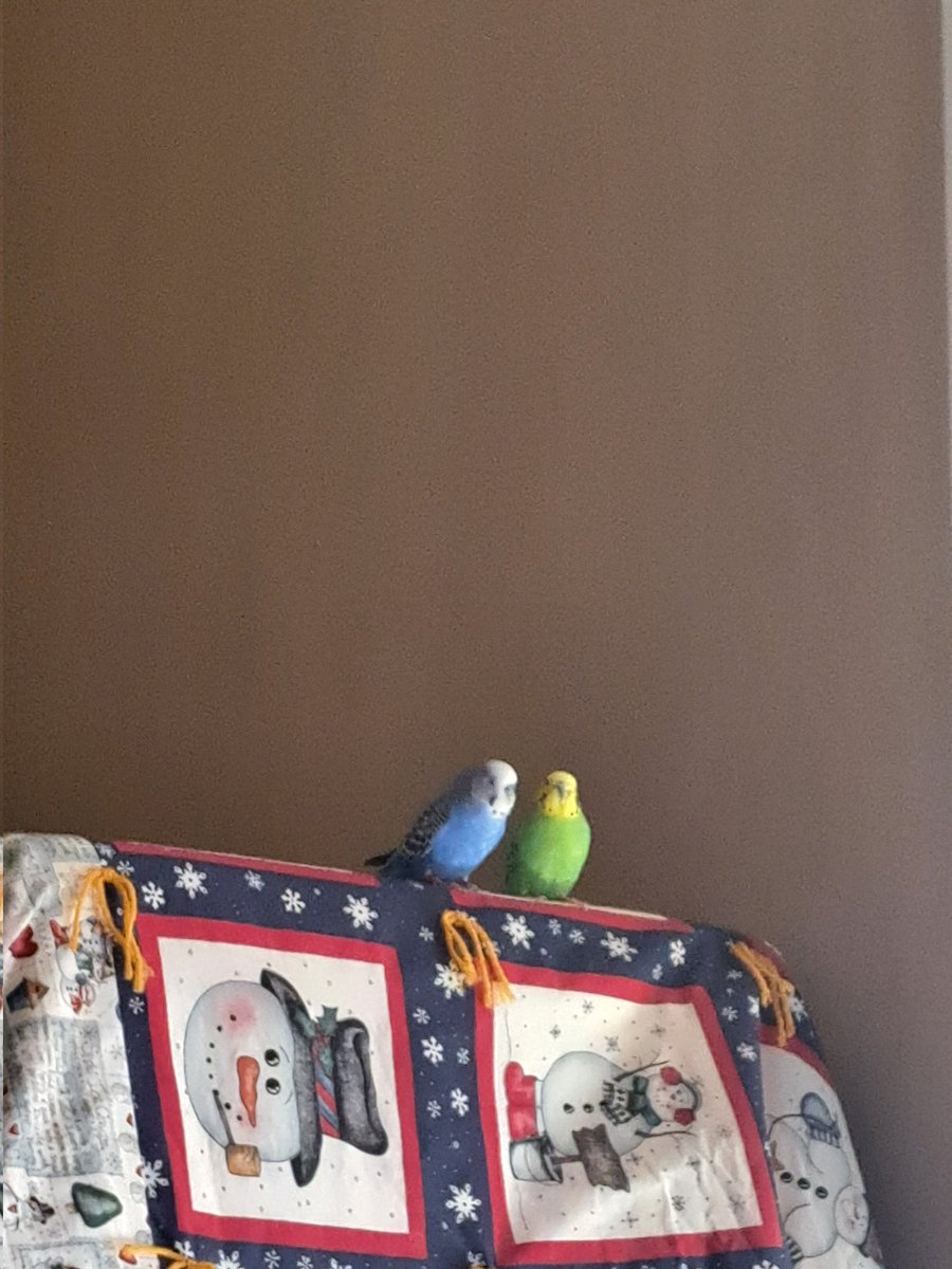 TobersAngel's tweet photo. @PatsKam My 2 feather babies Poncho(F green/yellow) &amp; Lefty(M blue/white) https://t.co/bUJKnOhLkW