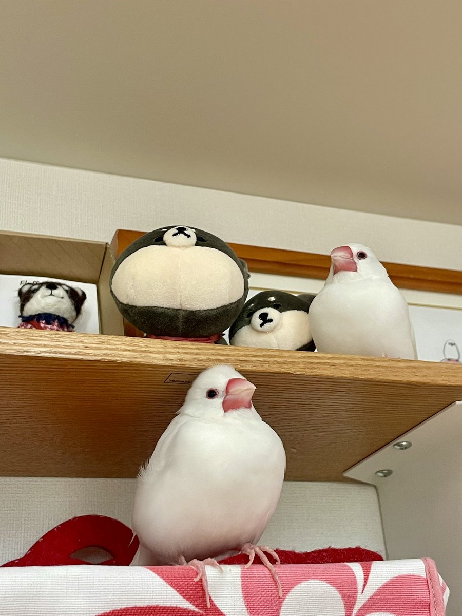 yoncha1107's tweet photo. 見上げたら ぶんちょずいた🐥🐥 https://t.co/Eq8f2W2KW3