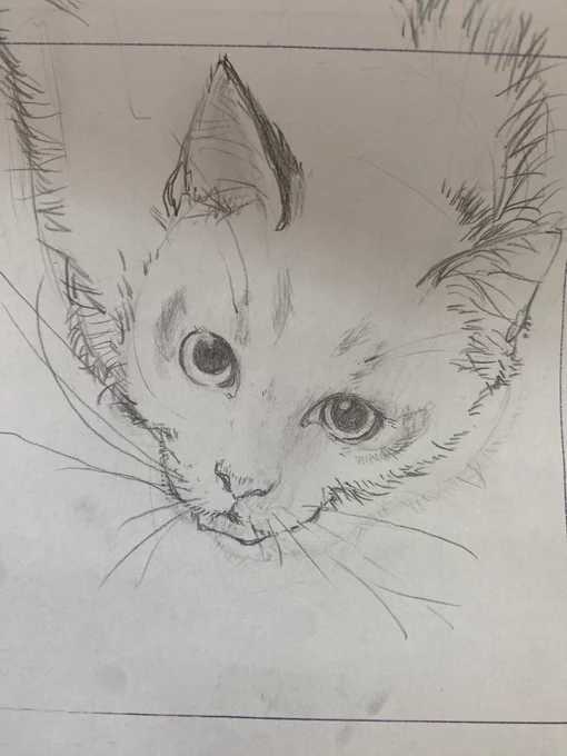 猫ちゃん。。。 