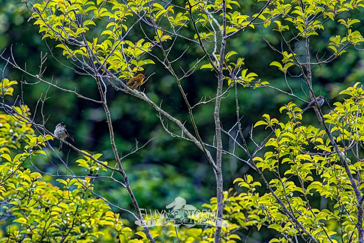 fujyn234's tweet photo. https://t.co/Xy0sZd6JD9
#nature #flower #birdwatching #LUMIXJAPAN #S1R2 https://t.co/p5P2p43Bv2