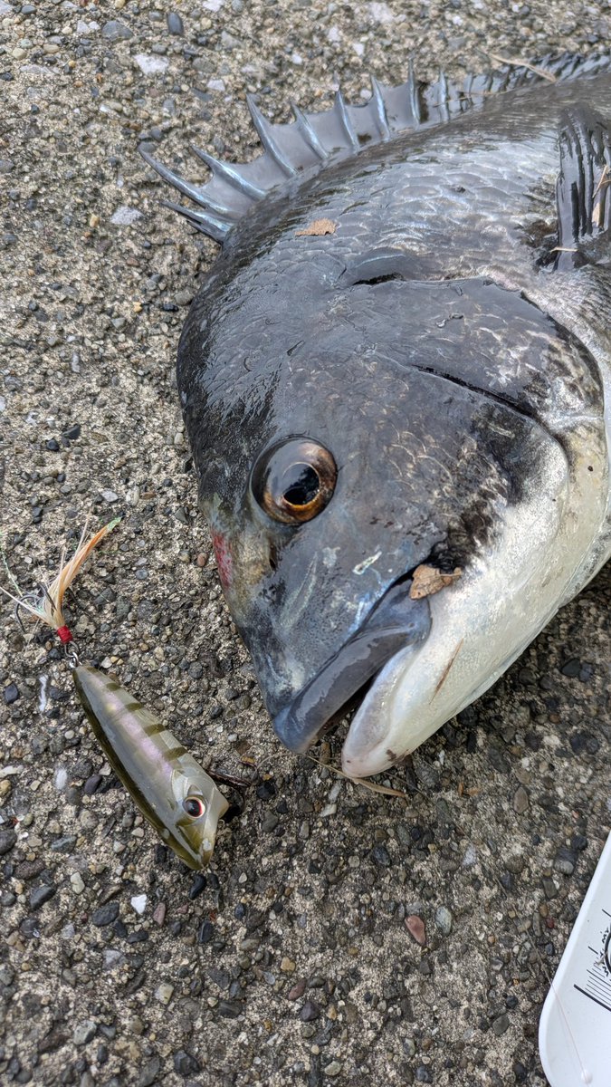 0take01's tweet photo. 潮位が低い時は
トップで反応が良い。

ボトムで何か食べてても
気がついてチェイスしてくる。

#OSP
#ラウダー60 https://t.co/FqiqSB9y28