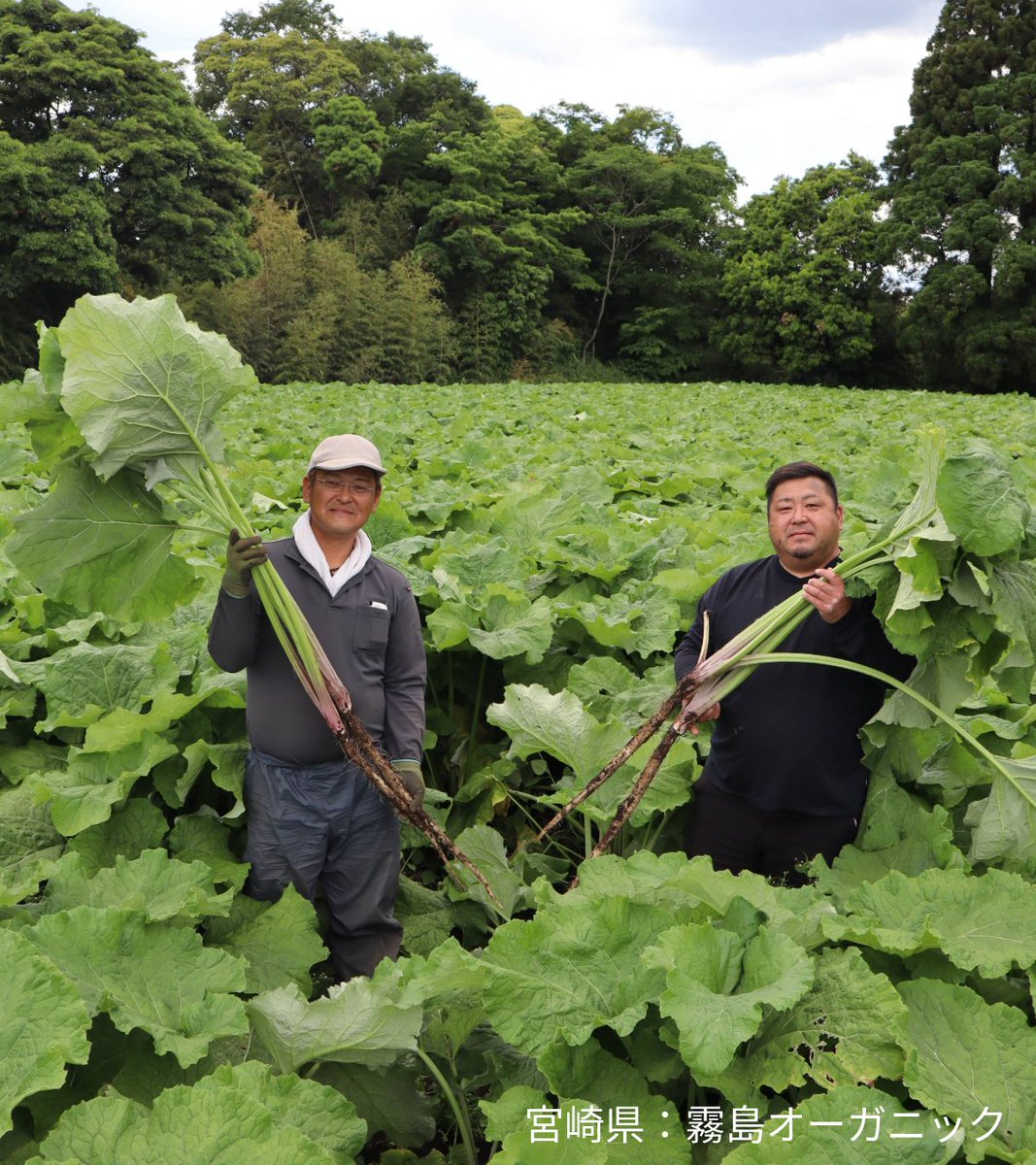 _BIO_Marche's tweet photo. 【人の背丈ほどに育つ、有機ごぼう】

宮崎県の霧島オーガニックを訪問しました。
霧島連山の麓に位置する小林市で、有機ごぼうやさつまいもなどを栽培しています。

収穫間近のごぼう畑では、人の肩ほどまで伸びたごぼうの葉が一面に生い茂っていました。
地中深くまで育ったごぼうは、葉や茎まで含めると人の背丈ほどの長さになります。

収穫には、長い専用の棒を土に差し込み、ひねって根を切ってから引き抜くという、昔ながらの方法が用いられています。一本一本を丁寧に収穫する、手間のかかる作業です。

こうして収穫されたごぼうは、やわらかな食感とうま味が特長。豊かな香りも楽しめます。

おすすめは、牛肉と合わせたきんぴらごぼう。
肉のうま味をたっぷり吸った、シャキシャキ食感のごぼうは、ご飯がすすむ一品です。

霧島オーガニックの有機ごぼうは、6月～12月までお届けします。

#宮崎県 #霧島オーガニック #有機ごぼう #きんぴらごぼう