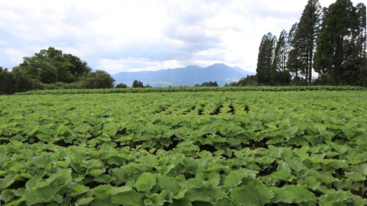 _BIO_Marche's tweet photo. 【人の背丈ほどに育つ、有機ごぼう】

宮崎県の霧島オーガニックを訪問しました。
霧島連山の麓に位置する小林市で、有機ごぼうやさつまいもなどを栽培しています。

収穫間近のごぼう畑では、人の肩ほどまで伸びたごぼうの葉が一面に生い茂っていました。
地中深くまで育ったごぼうは、葉や茎まで含めると人の背丈ほどの長さになります。

収穫には、長い専用の棒を土に差し込み、ひねって根を切ってから引き抜くという、昔ながらの方法が用いられています。一本一本を丁寧に収穫する、手間のかかる作業です。

こうして収穫されたごぼうは、やわらかな食感とうま味が特長。豊かな香りも楽しめます。

おすすめは、牛肉と合わせたきんぴらごぼう。
肉のうま味をたっぷり吸った、シャキシャキ食感のごぼうは、ご飯がすすむ一品です。

霧島オーガニックの有機ごぼうは、6月～12月までお届けします。

#宮崎県 #霧島オーガニック #有機ごぼう #きんぴらごぼう