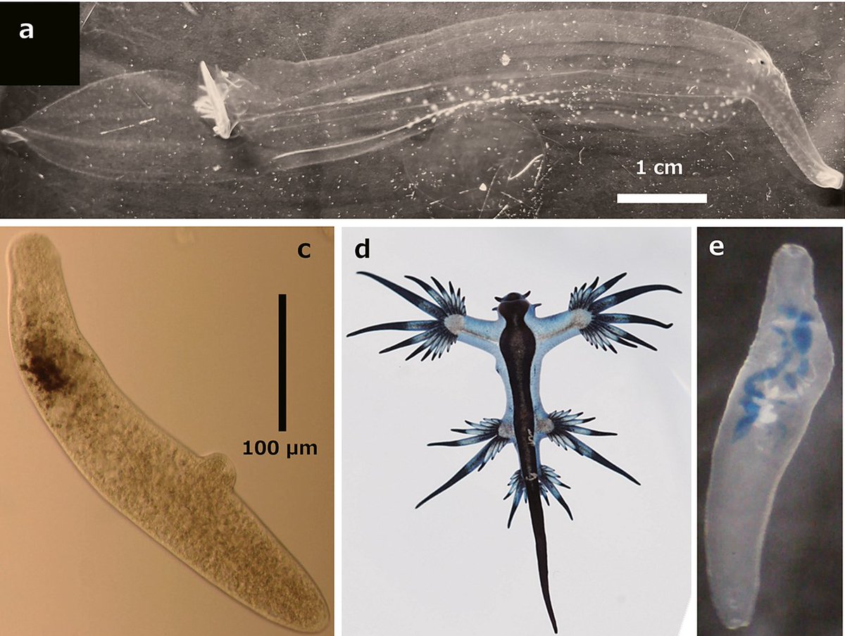 JHelminthology's tweet photo. There are many planktonic and neustonic snails which are hosts to a variety of flukes, and the adults of such flukes are found in marine fishes. 
This study looked at the roles played by these molluscs in the life cycles and transmission of these parasites
https://t.co/a4Wt4Ckcre https://t.co/rjZghEU2Ao